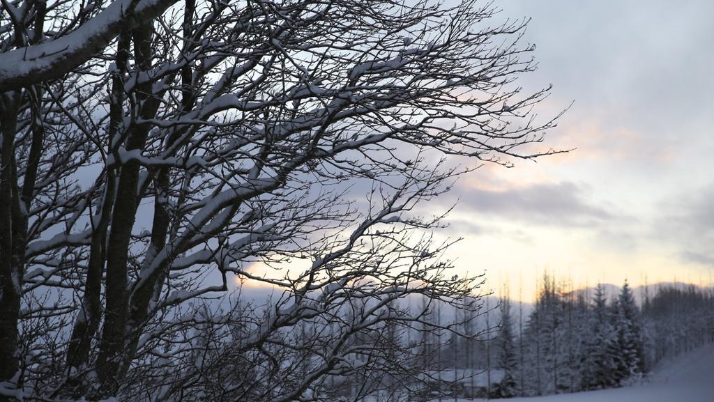 Sel Guesthouse Skálholt エクステリア 写真